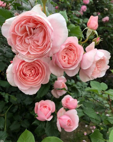 Nahema – SG Rose Corner