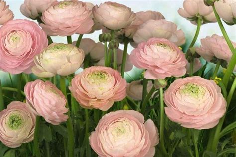 Двойники роз: 5 цветов, которые похожи на «королеву» сада