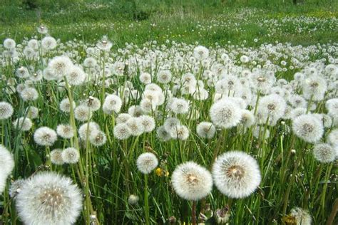 Karahindiba Nedir? Karahindiba Faydaları Nelerdir? - Yemek.com