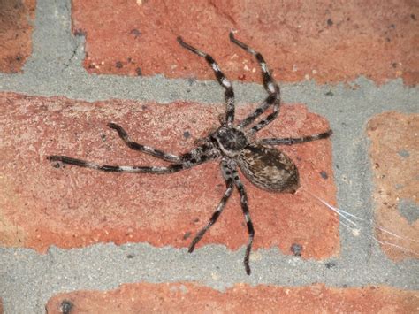 UNITECH: Banded Huntsman Spider
