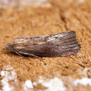 Galleria mellonella - Facts, Diet, Habitat & Pictures on Animalia.bio