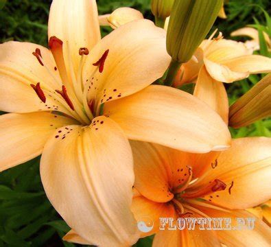 Лилия. Выращивание, размножение, уход | Усадьба на Flowtime.ru