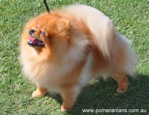 Anatomia Del Pomeranian