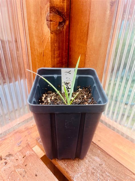 Yucca rigida 'Blue Yucca' Oregon COLD HARDY – Desertscape Nursery