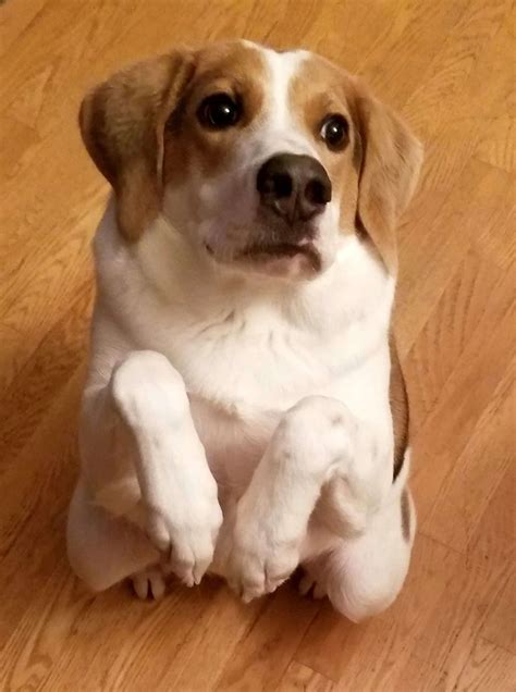 Cooper the Happy Dog Born with Half a Spine