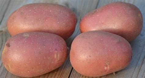 Фламинго семенной картофель купить с доставкой по России