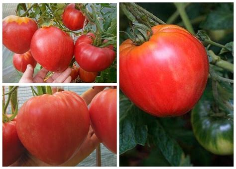 Томат семена Бычок розовый (Казахстан) Tomate Seeds Samen | eBay