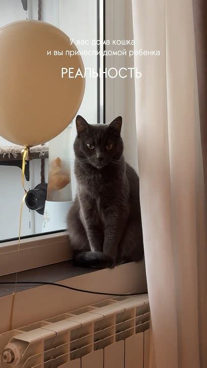 Kid vs cat #кот #кошка #ребенок - YouTube