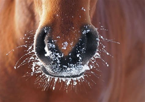 A fit horse in winter - HorseFlex gives you four tips!