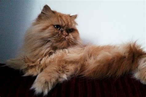 Классической персидской кошки - картинки и фото koshka.top