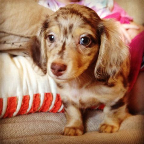 Teacup Sausage Dogs at Mary Settle blog