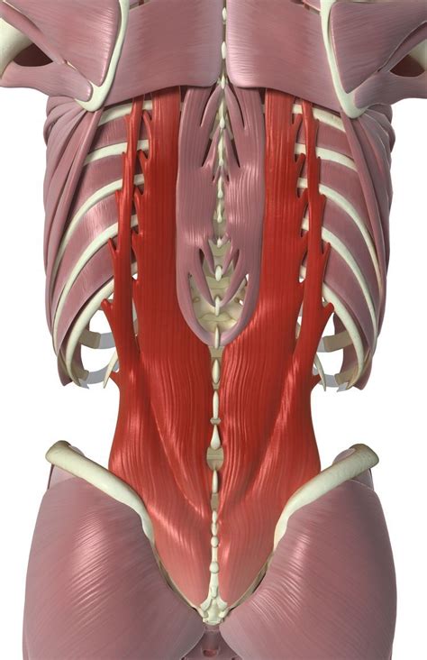 These Back Muscles That Move and Stabilize Your Spine | Human body ...