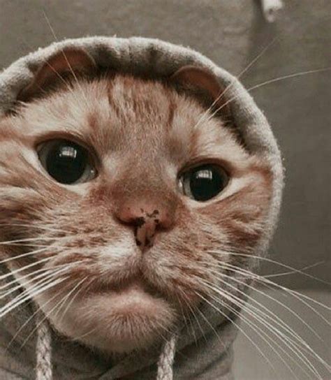Фото на аву для девочек котята