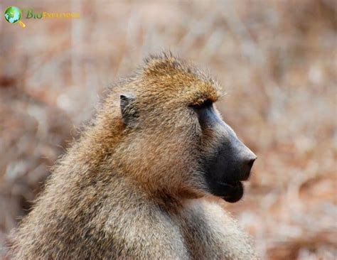 Yellow Baboon Characteristics | Papio Cynocephalus Diet & Facts ...