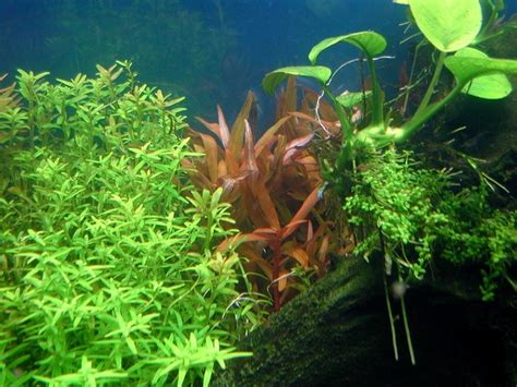 Аммания изящная (Ammannia gracilis) | АкваДомик