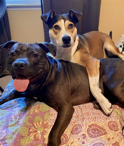 Life After Dog Fighting : r/pitbulls