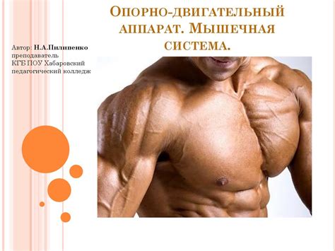 Опорно-двигательный аппарат. Мышечная система человека - презентация онлайн