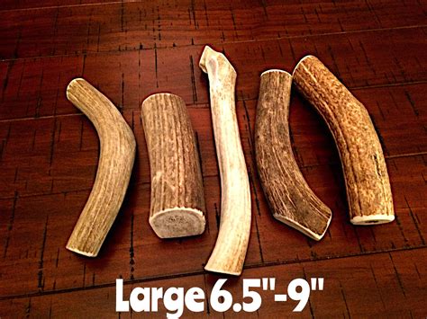 Whole Elk Antlers by the Pound - Etsy