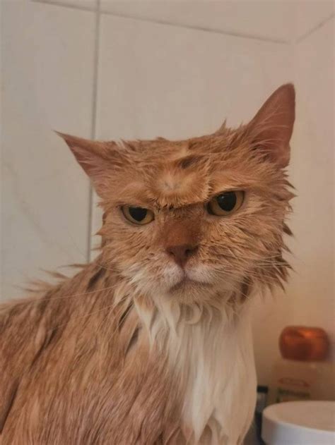 Кошачьи эмоции