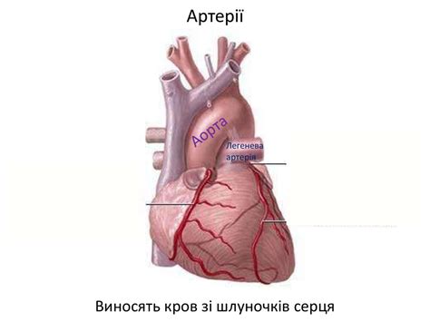 Рух крові артеріями - презентация онлайн