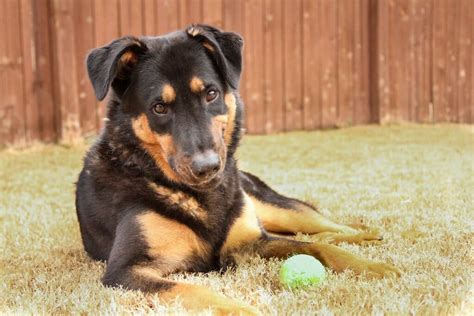 German Shepherd Rottweiler Mix Dog Breed Facts | Pets Nurturing