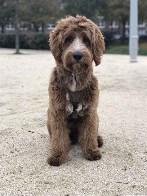 I couldn't choose between a labradoodle or a golden doodle, so I got a