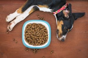 Meu cachorro não quer comer e só bebe água – e agora? | Blog da Cobasi