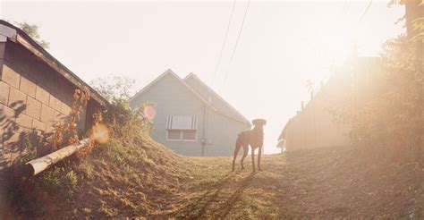 dogs death hits  hard  atlantic