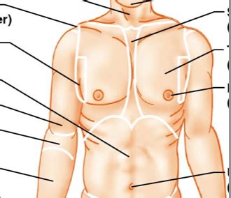 Anatomical chest Diagram | Quizlet