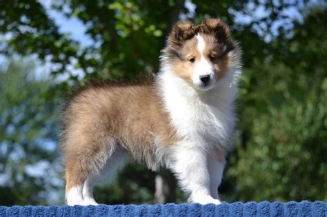 northacre shelties shetland sheepdog puppies  sale  temperance