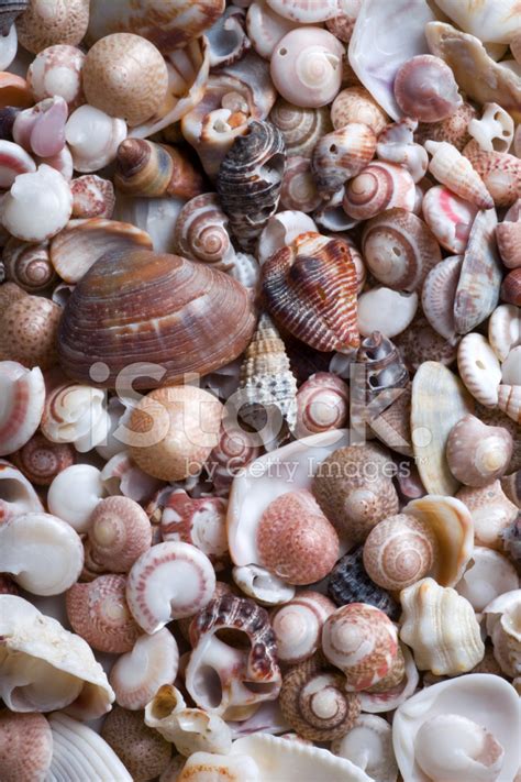 cockleshell beach surface stock photo royalty  freeimages