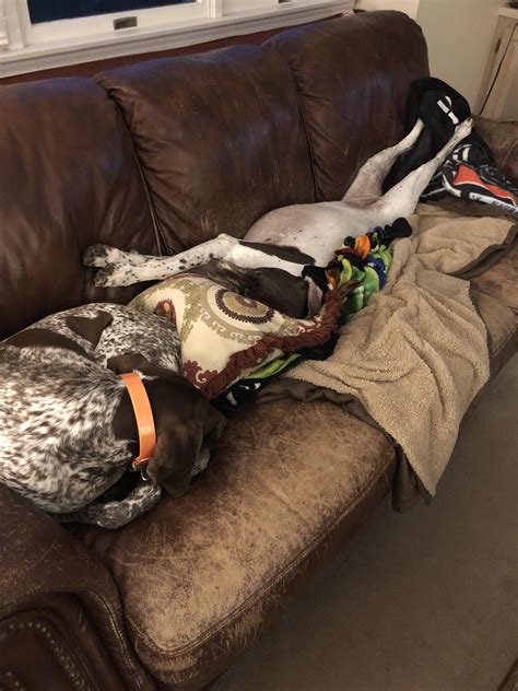 Typical GSP’s : r/GSP_Photos