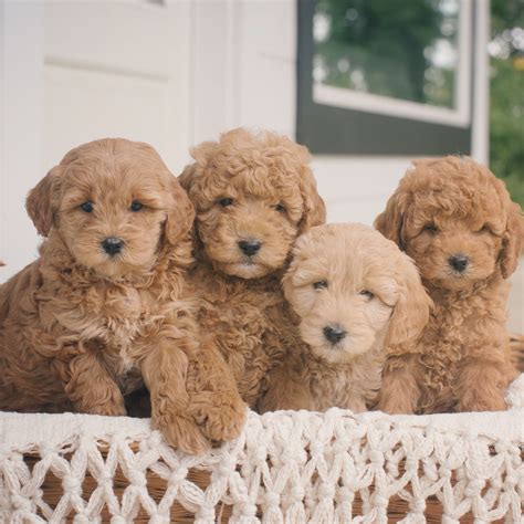 Curly Goldendoodle Teddy Bear Cut : The gallery for --> Goldendoodle