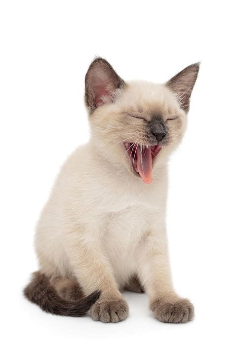 siamese cats meowing