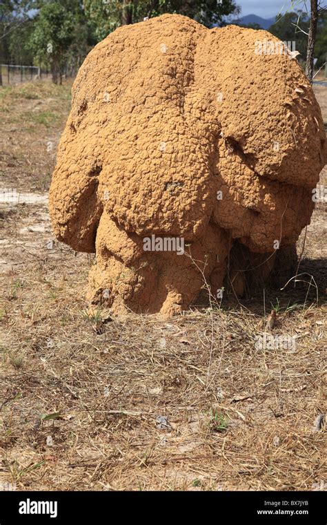 typical termite nest stock photo alamy