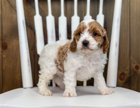 Taylor | Poodle Father | Poodles 2 Doodles