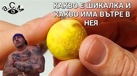 ШИКАЛКА - КАКВО ПРЕДСТАВЛЯВА И КАКВО СЕ КРИЕ ВЪТРЕ В НЕЯ а.С.м - YouTube