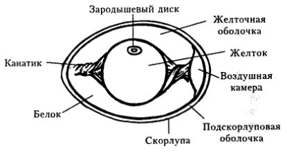 изучите строение сырого куриного яйца .найдите жгутики белок желток ...