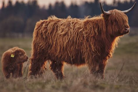 Highland cows and where to find them | Mackays Hotel