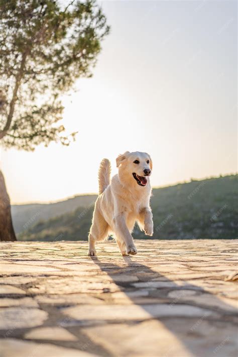 Cute golden retriever running in a park on a sunny day | Premium Photo