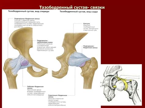 Топография тазобедренного и коленного сустава. Пункция тазобедренного и ...