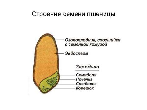 Строение Колоска Пшеницы Описание - guildlotos