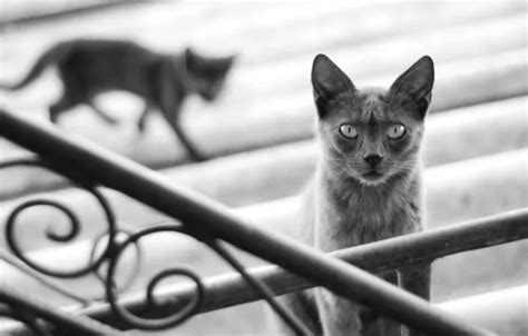 Wallpaper cat, black and white, grey, cat, kitty, blur, stage ...