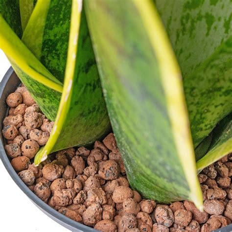 Sansevieria Futura Superba - Easy Care Hydro Plants | Hortology - HORTOLOGY