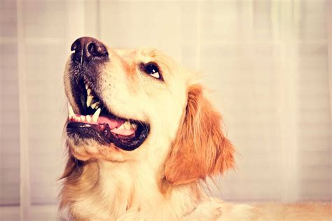 Cachorro latindo muito? Descubra o que fazer | DogHero