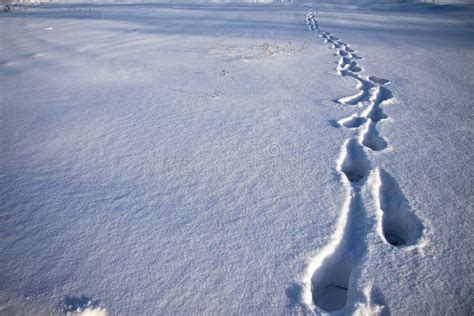 Traces stock photo. Image of chilly, motivation, outdoors - 27659838 