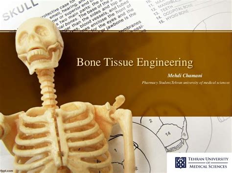 Bone tissue engineering