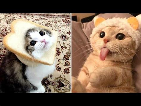 Cute Funny Cats With Captions