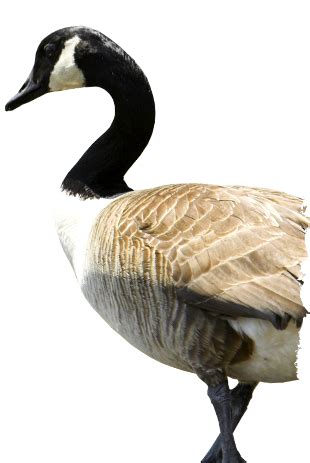 Гусь PNG