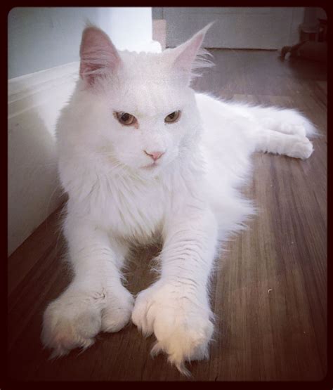 Where To Buy Maine Coon Cat In Oregon at Mabel Singer blog